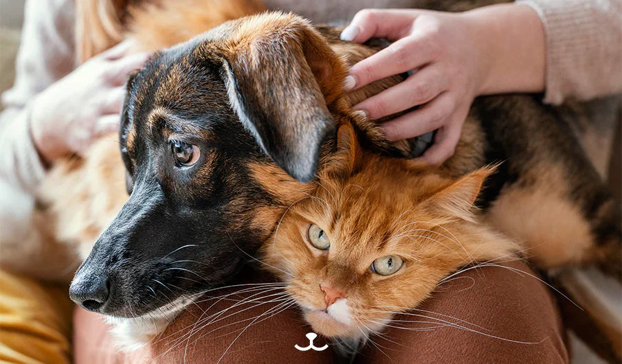 Quais São os Benefícios em Ter Cães e Gatos?