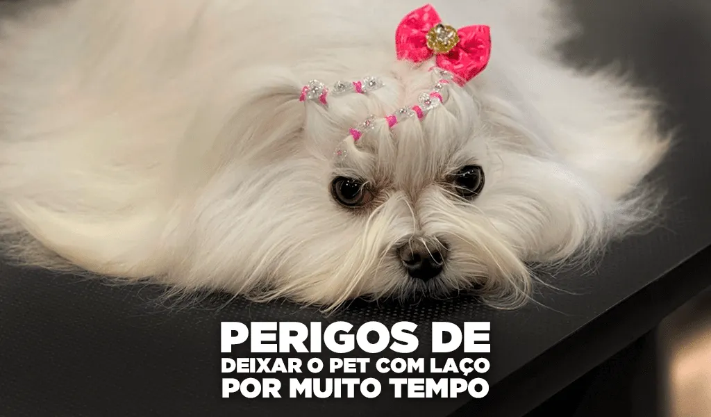 Perigos de Deixar o Pet Com Laço Por Muito Tempo